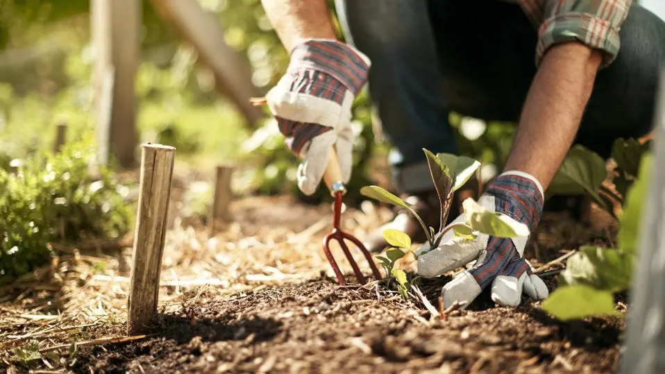 GARDENING